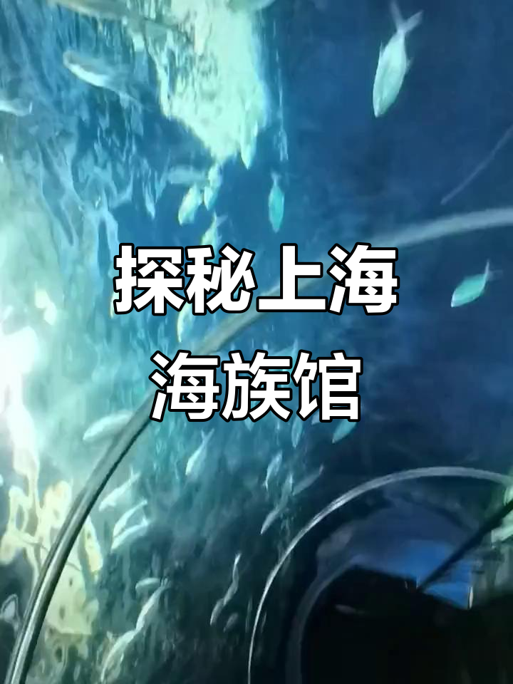 上海海洋水族馆:鱼群大赏,海底世界打卡必看