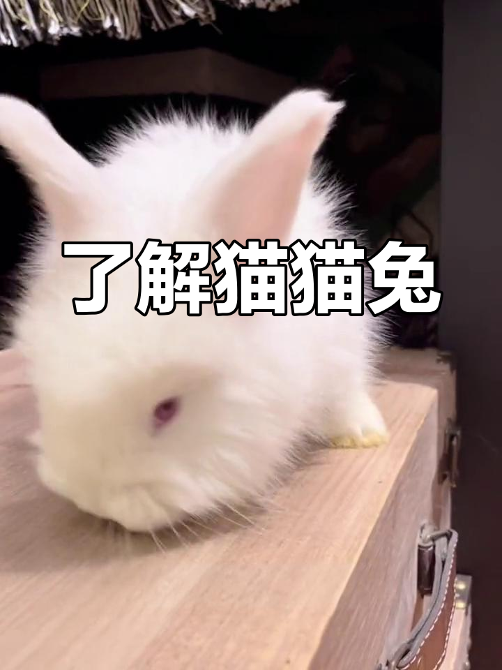 猫猫兔品种解析:19种颜色与习性
