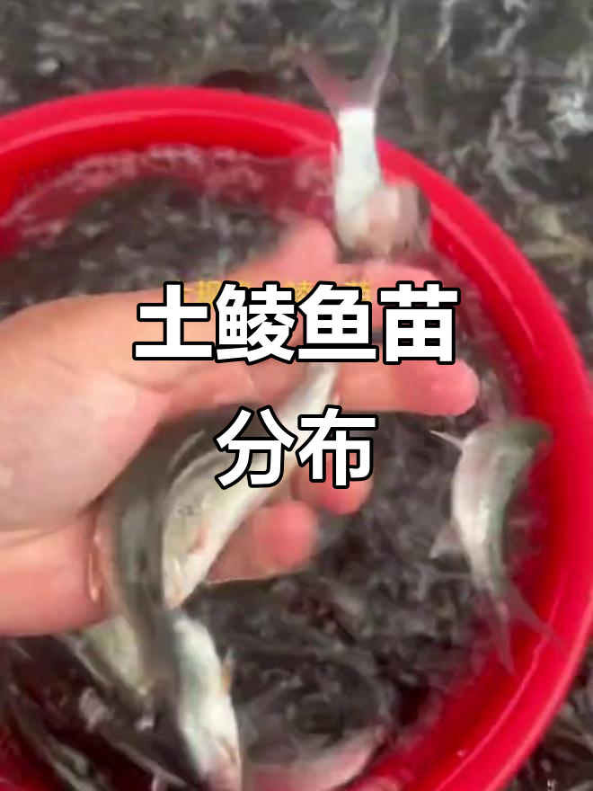 土鲮鱼苗遍布全国,各地区均有供应