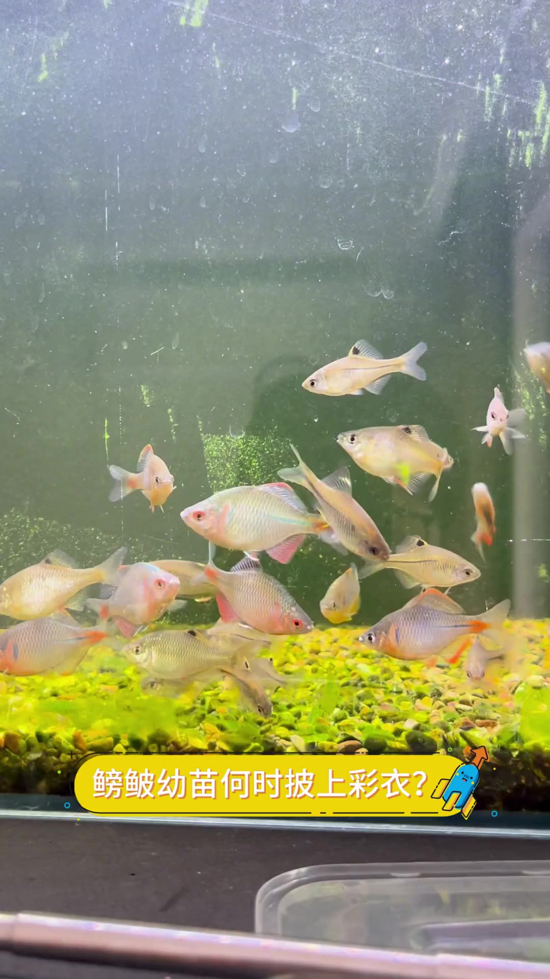 鳑鲏幼苗何时披上彩衣?