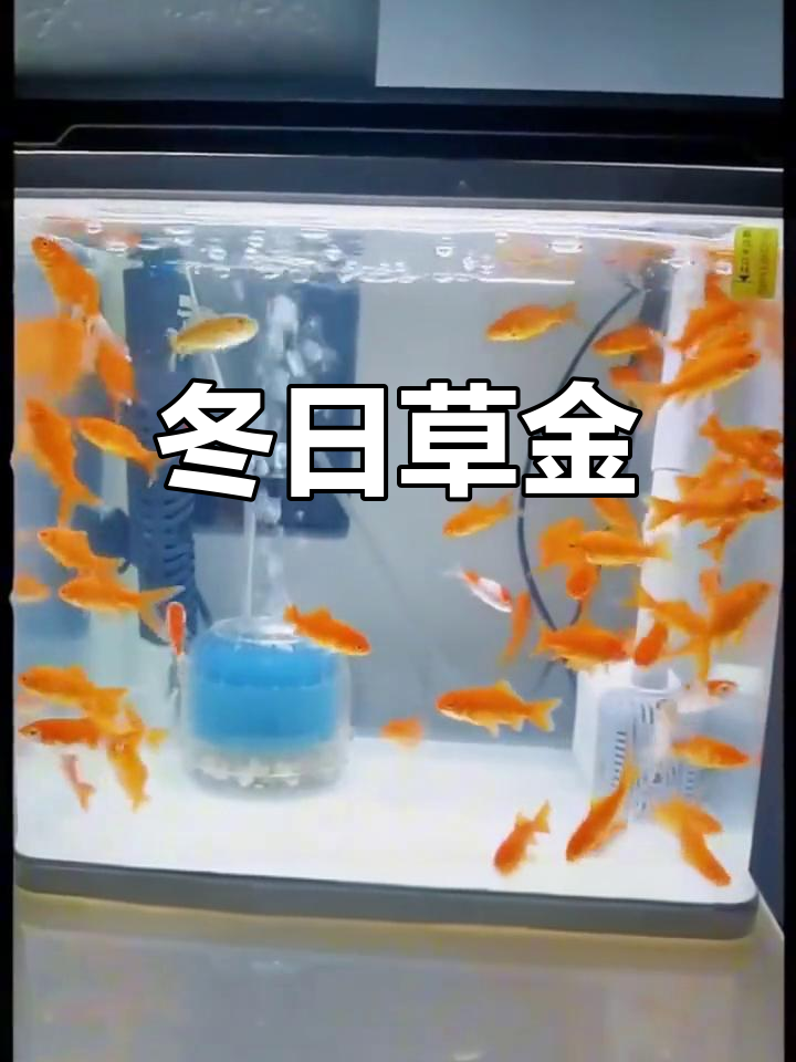 草金鱼,耐寒观赏鱼苗,冬季也能轻松饲养