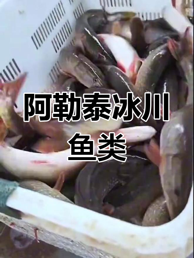 新疆阿勒泰特有冷水鱼种:白斑狗鱼与乔尔泰鱼