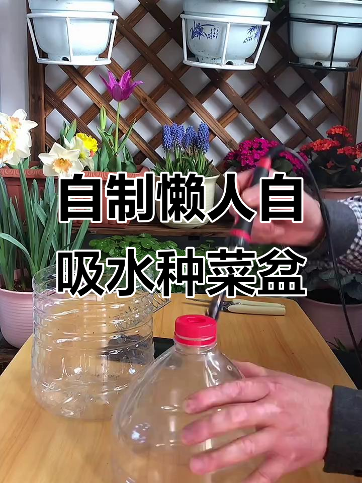 废物利用，油桶变种菜盆，自动吸水省心又环保
