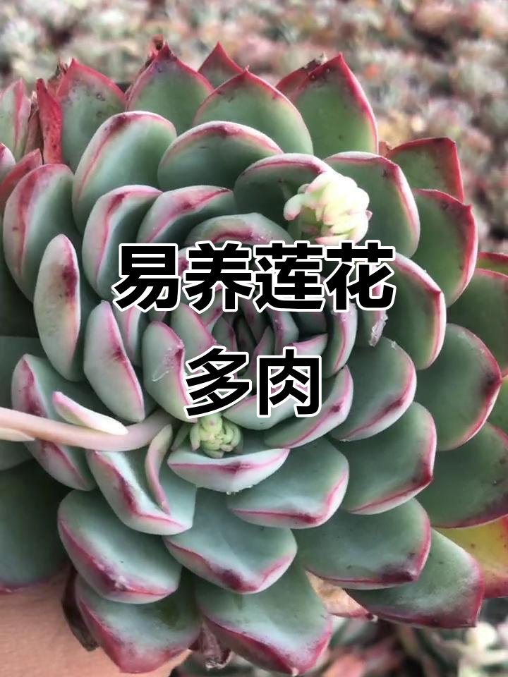 雨燕座多肉,易养又美观,夏季注意通风遮阴