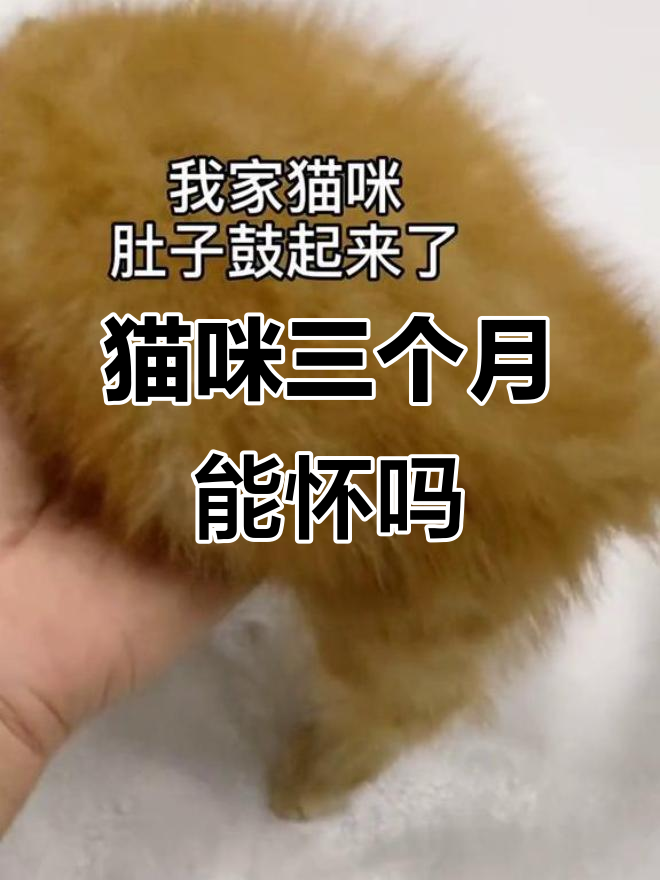 三个月猫咪肚子鼓起,是怀孕还是腹水?医生检查结果让人震惊