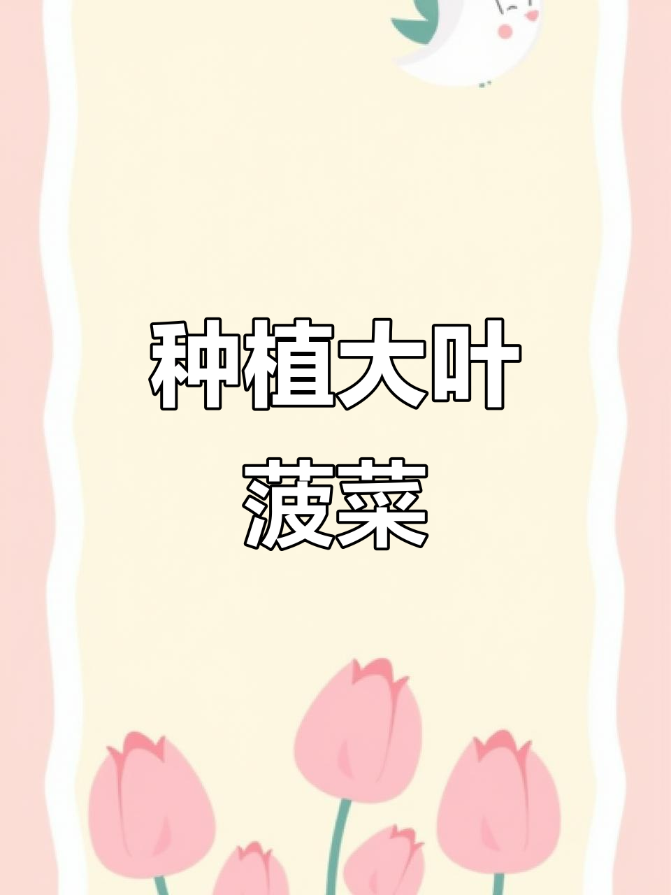 大叶菠菜,耐寒又易种,口感鲜美,新手必备!