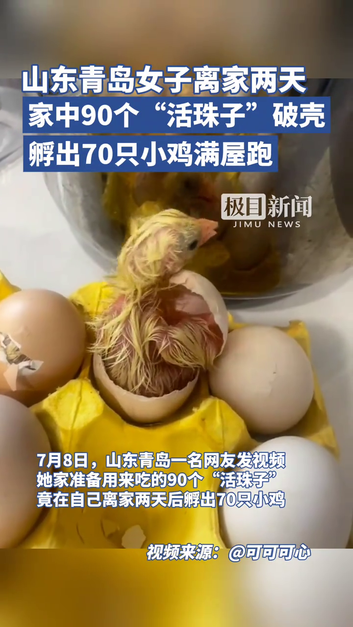 青岛女子离家2天,家中90个“活珠子”破壳,孵出70只小鸡