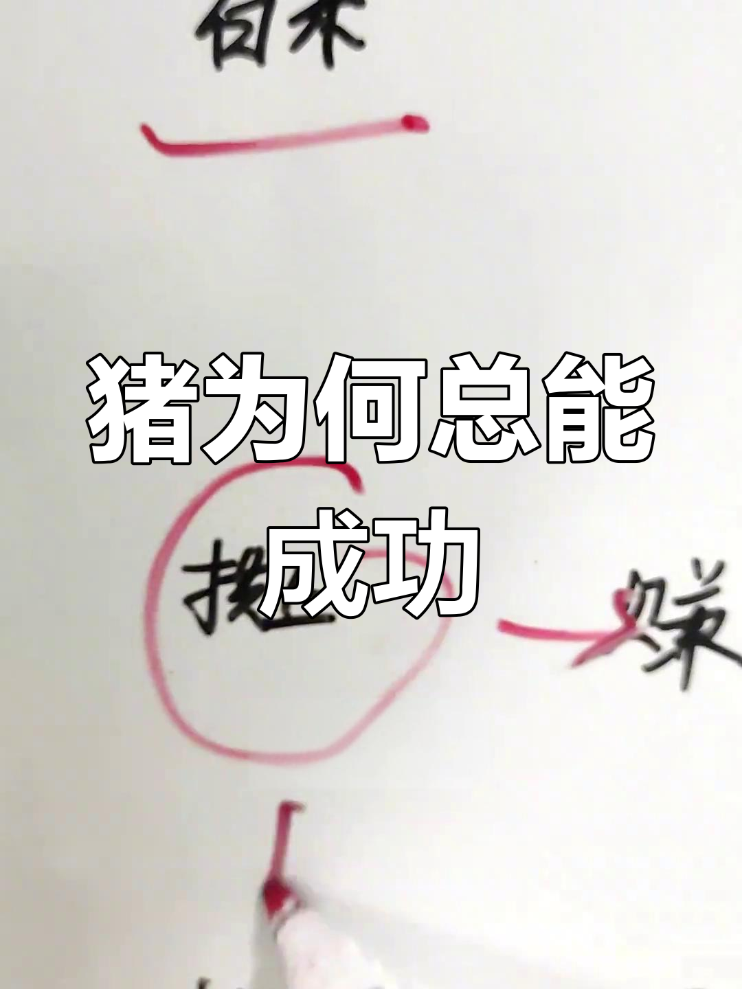 为什么猪能轻易追到好白菜