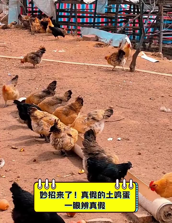 妙招来了!真假的土鸡蛋,一眼辨真假