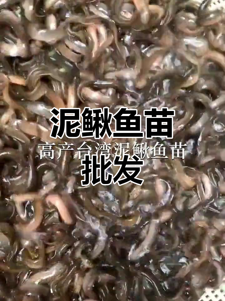 台湾泥鳅鱼苗批发,各地区供应充足