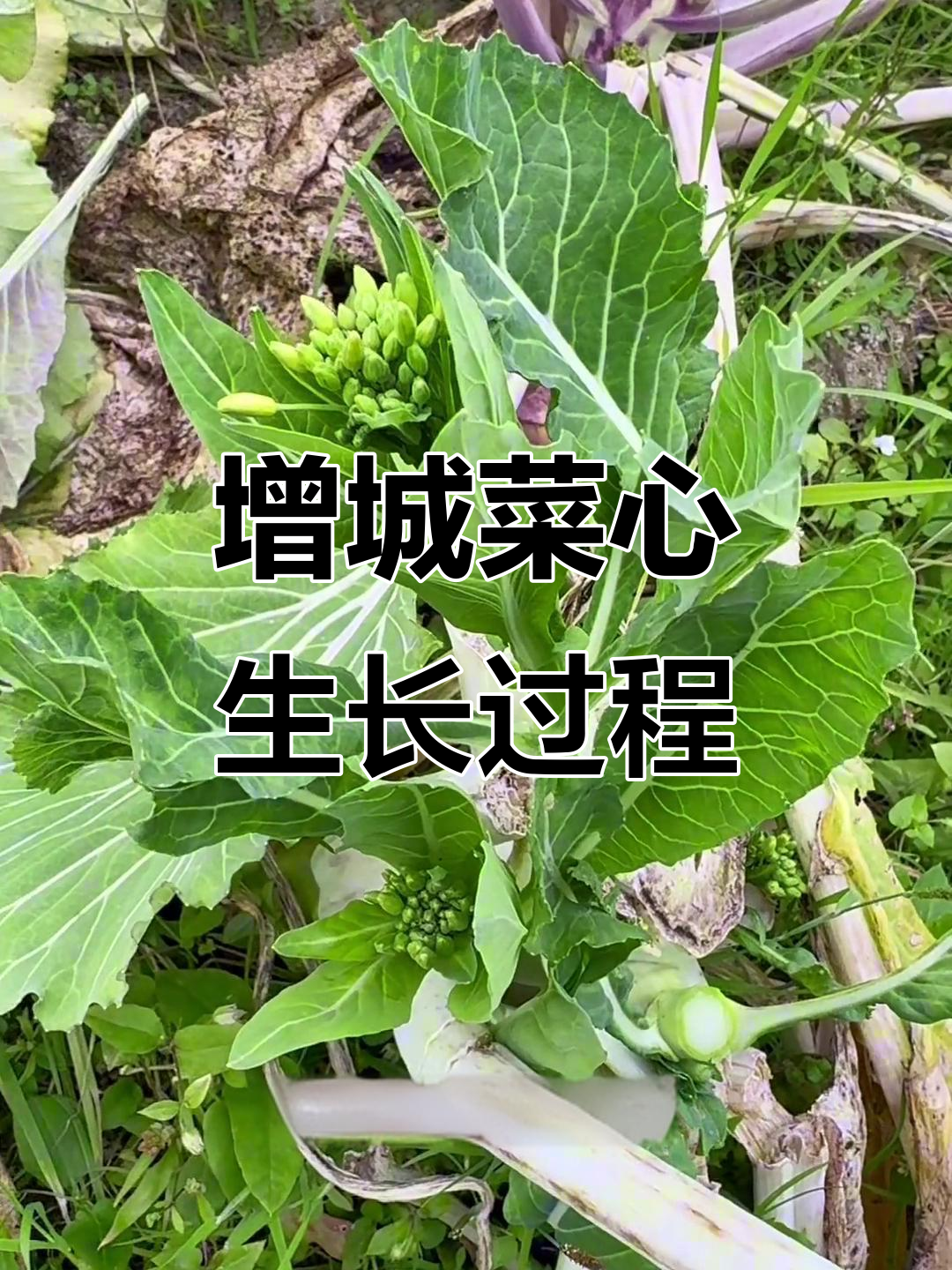 增城迟菜心成长记:从菜耳到美味佳肴的蜕变