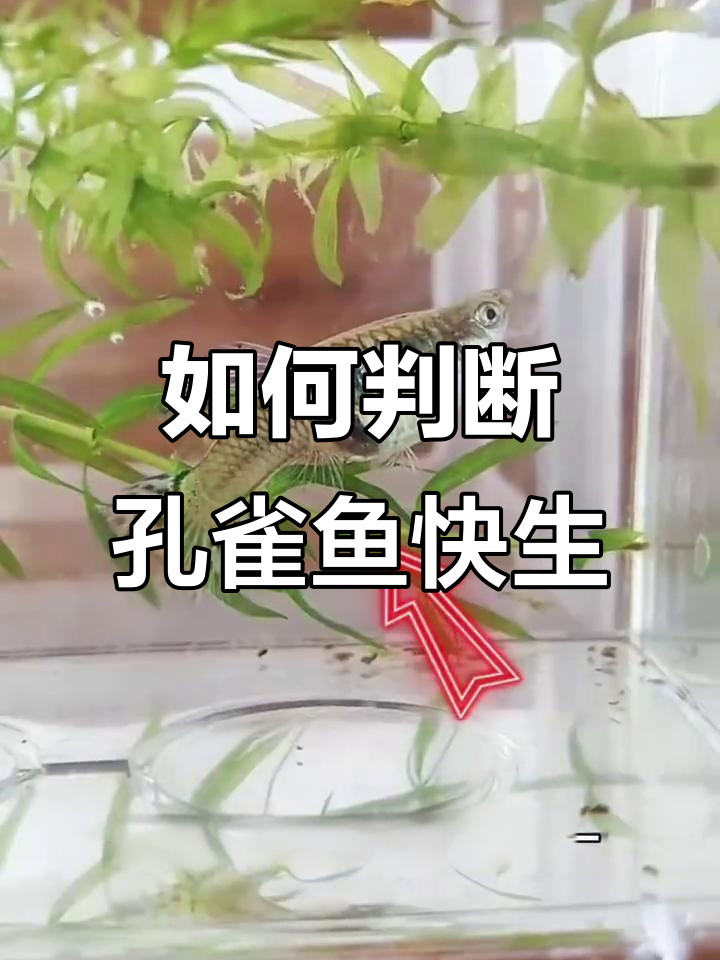 孔雀鱼临产征兆与护理技巧