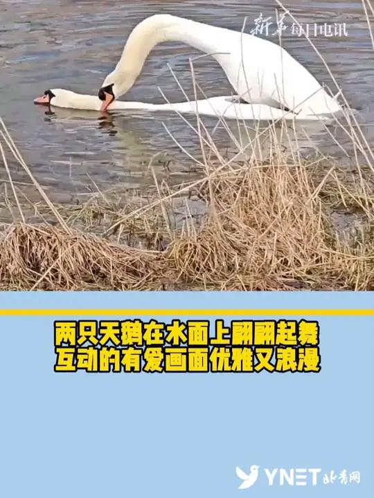 美！两只天鹅在水面上翩翩起舞，互动的有爱画面优雅又浪漫
