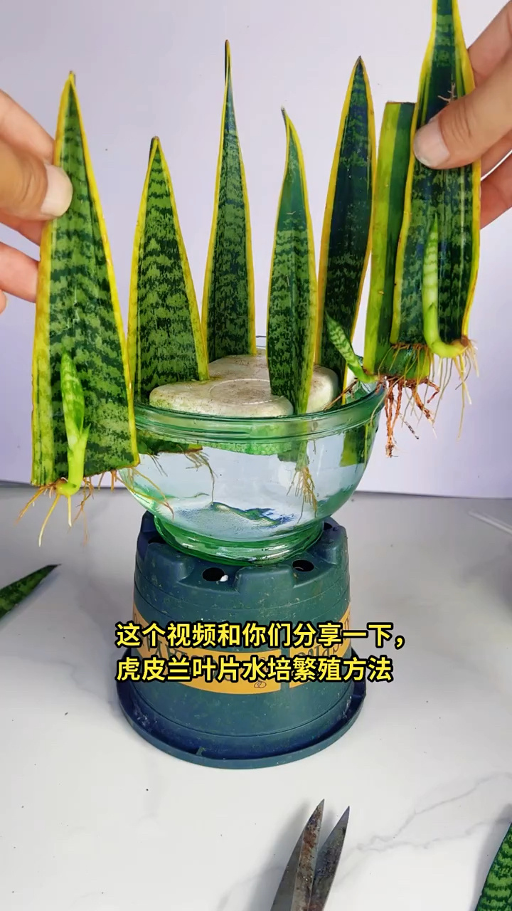 植物水培