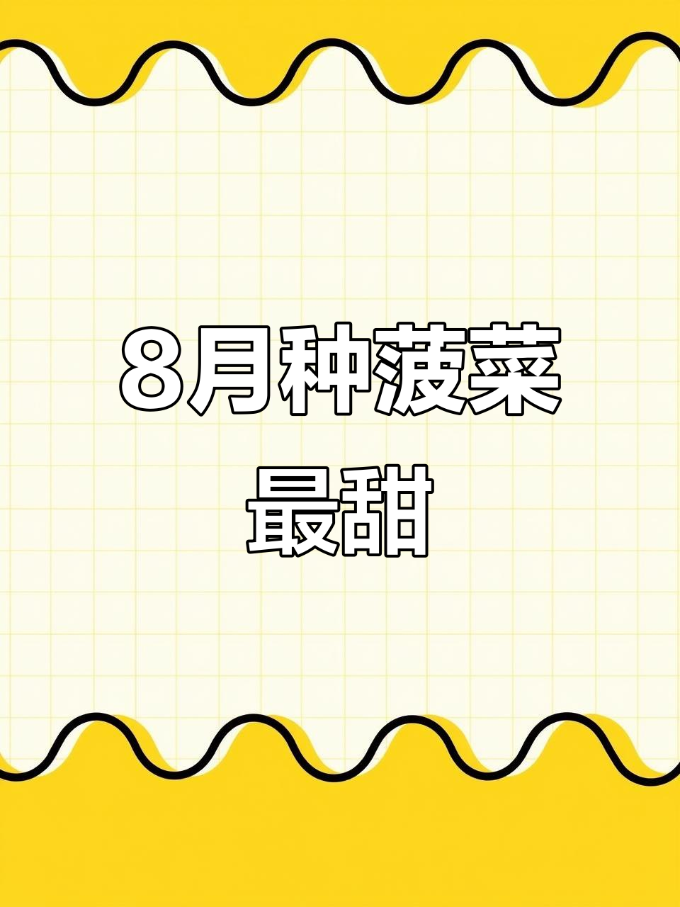 8月种菠菜,口感更甜!小叶土菠菜和春秋大叶菠菜等你来尝