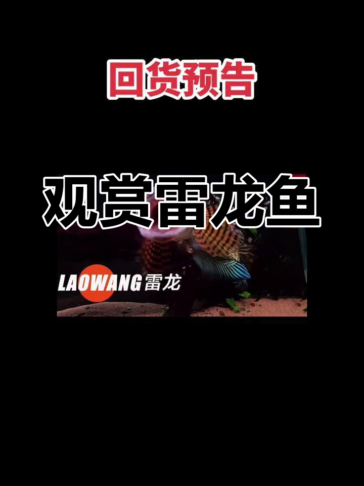 雷龙鱼种类大揭秘:黄金眼镜蛇、豹斑克伦尼等