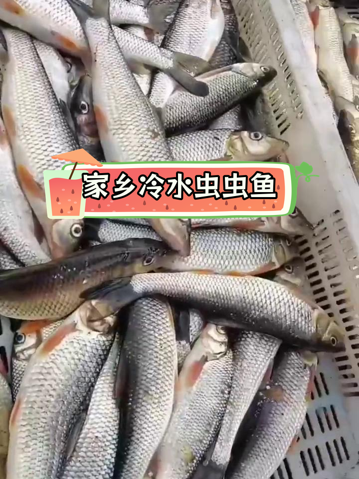 黑龙江野生虫虫鱼,肉质鲜美适合多种做法