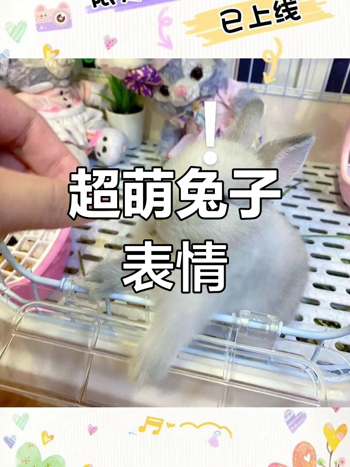 呆萌兔团团的可爱表情包