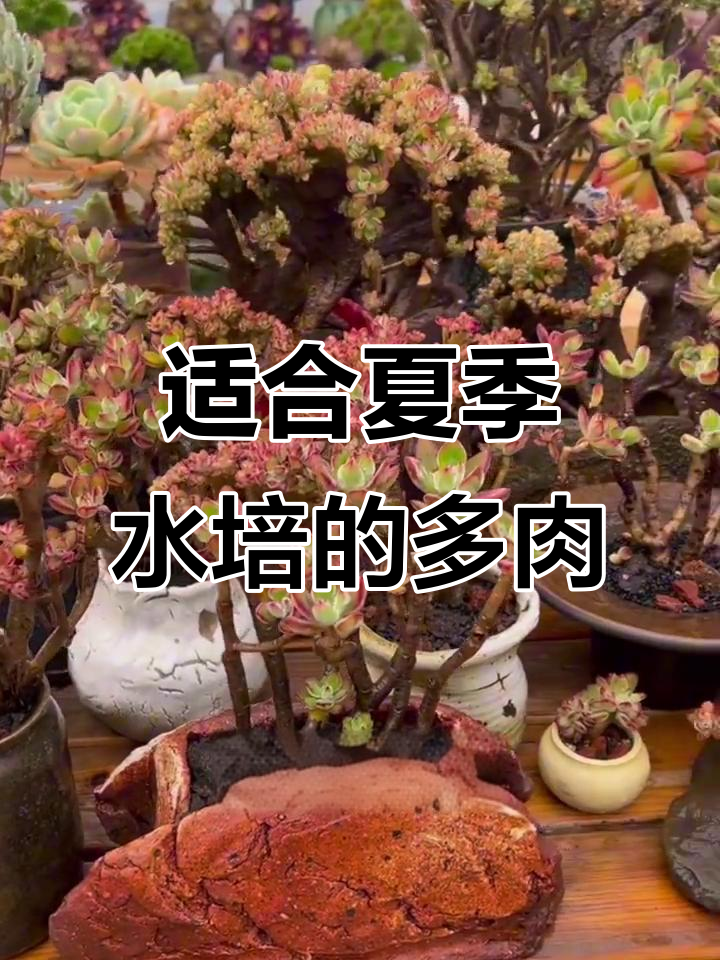 夏季水培最适宜的10种多肉植物,轻松养护更健康