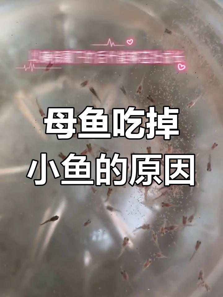 孔雀鱼为何会吃小鱼?