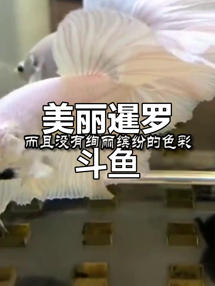 印度尼西亚暹罗斗鱼:绚丽的尾鳍如晚礼裙