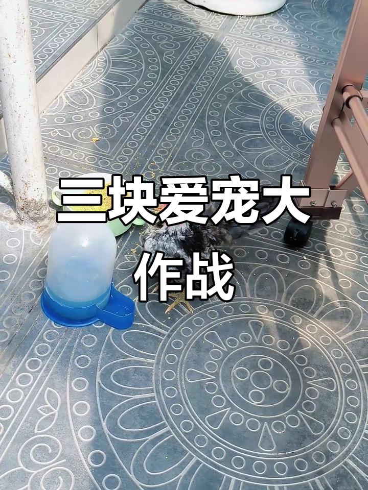 塞拉玛宠物鸡的奇妙冒险，三块钱带来的欢乐时光