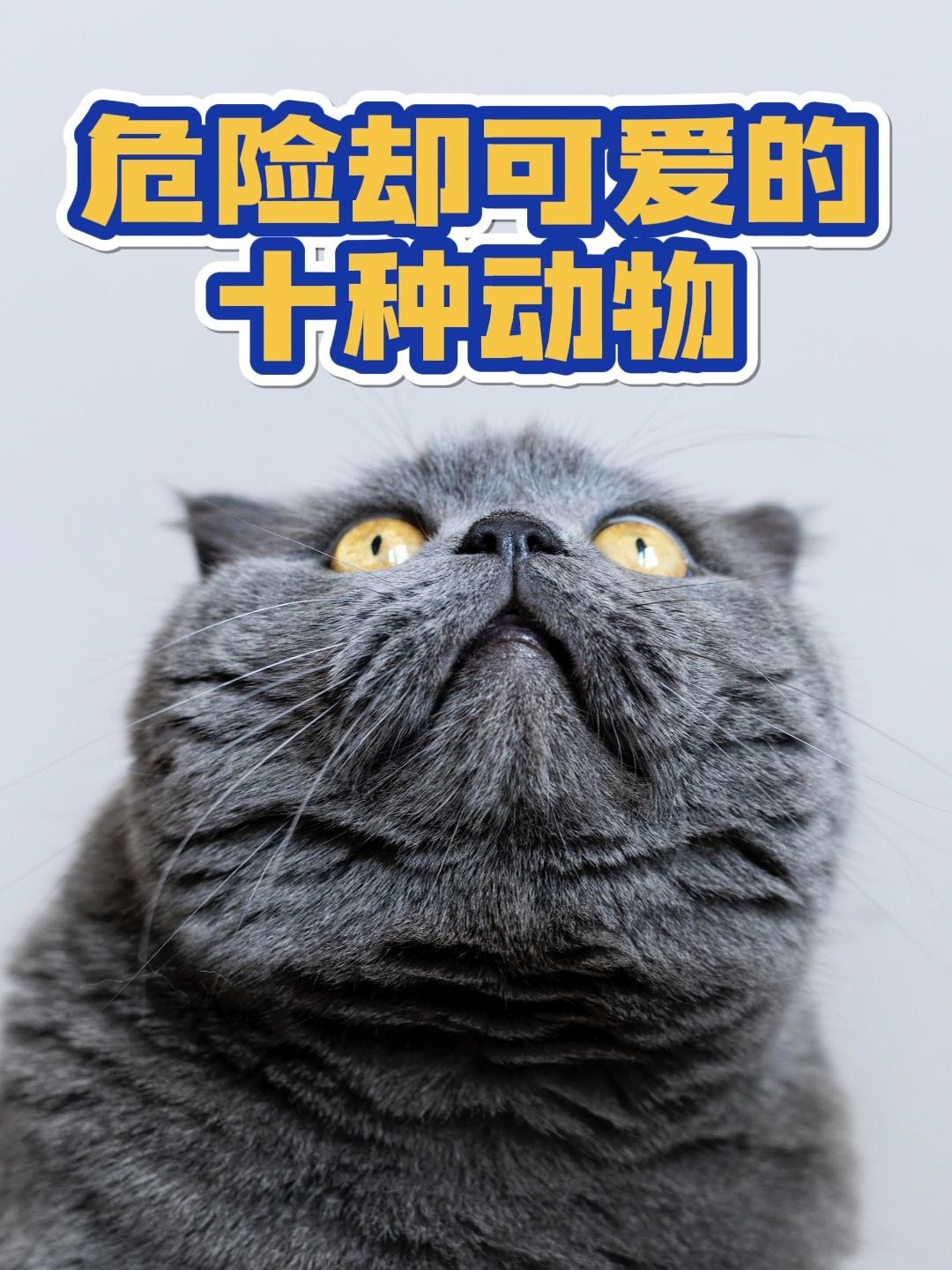 大熊猫原来是因为这样才不吃肉的……