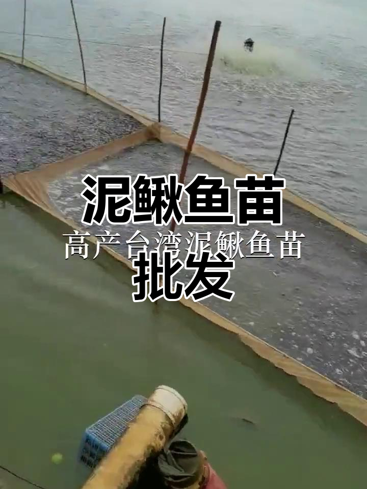 台湾泥鳅鱼苗批发,惠州、广州多地供应