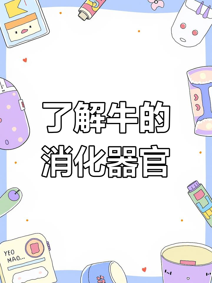 牛的消化系统揭秘:四个胃如何工作?