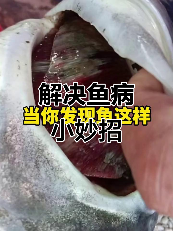 鱼虾蟹养殖技巧:如何应对腮部腐烂和肝胆综合症