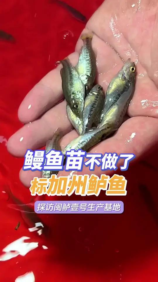 鳗鱼苗做不下去了,看看大池子怎么标加州鲈鱼苗
