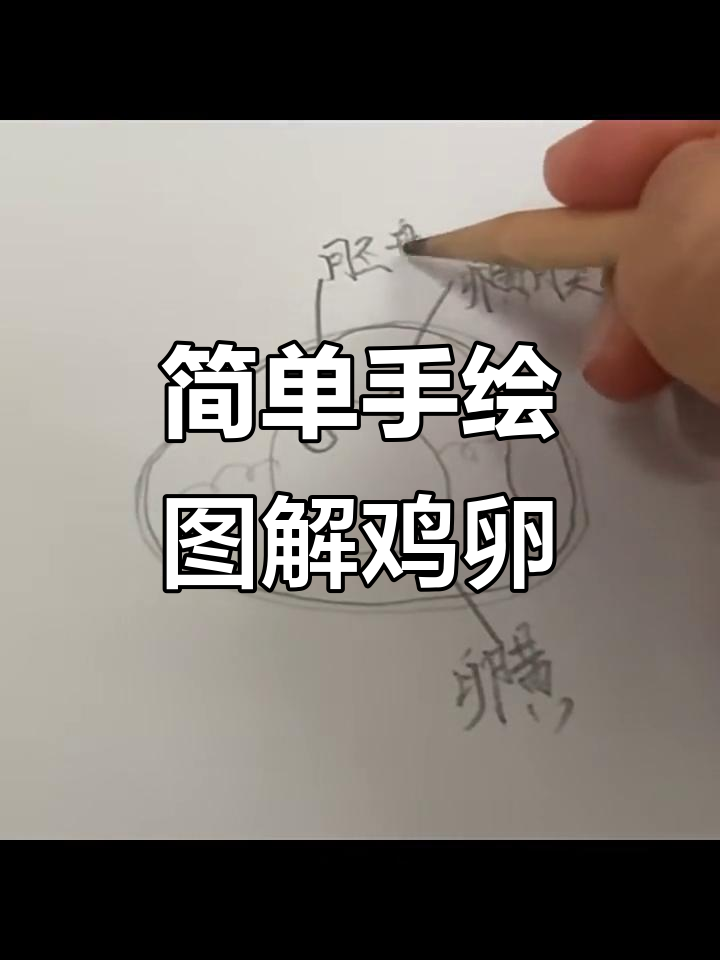 手绘鸡卵结构图,轻松掌握各部分名称与功能