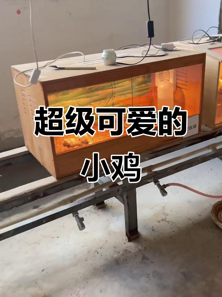 小鸡萌宠大集合,科钦球鸡超可爱