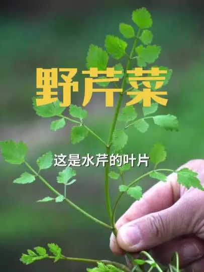 很多人把它当野芹菜吃而中毒,石龙芮和水芹的对比