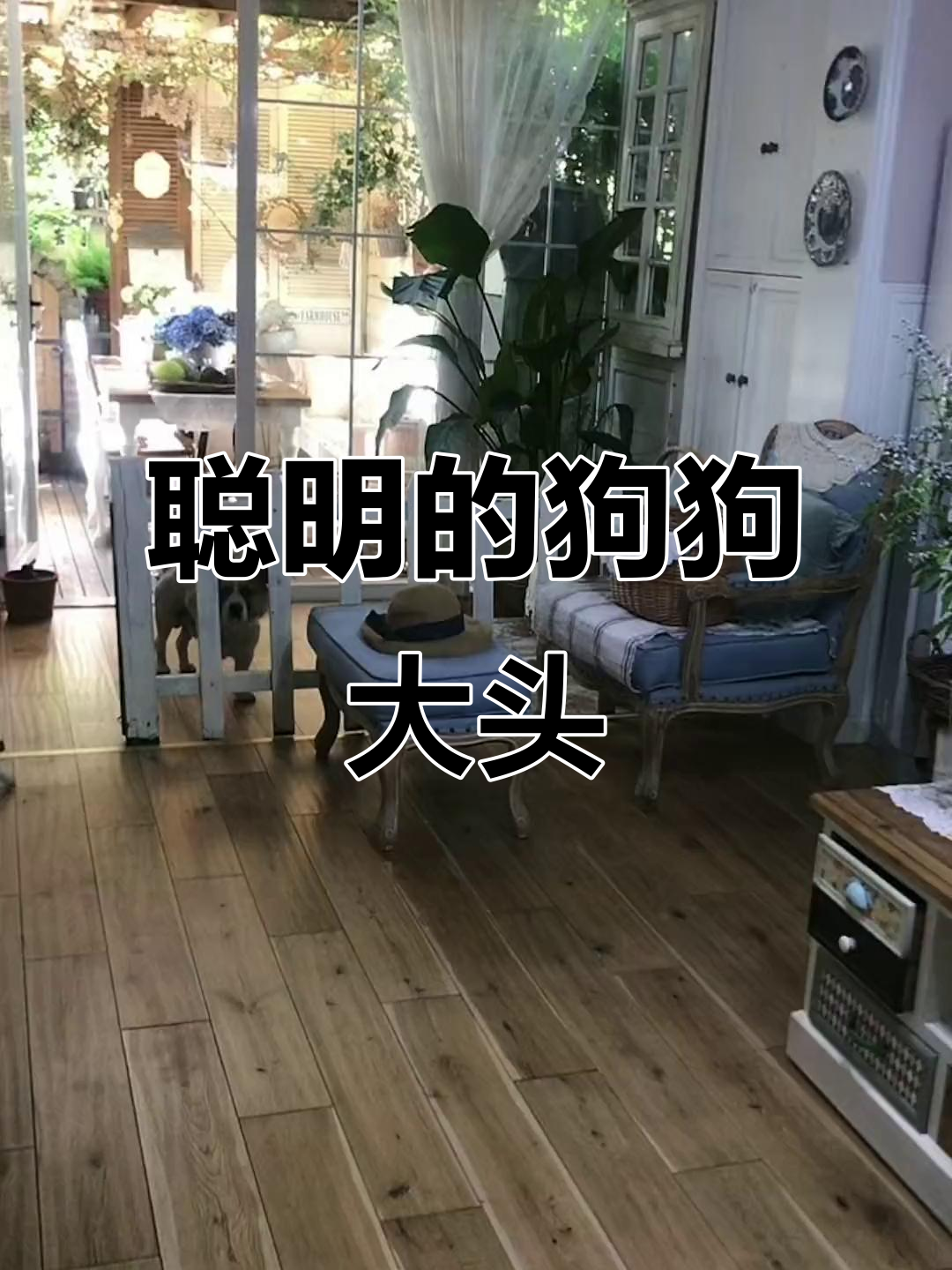 大头狗情人节后立刻回家,真是聪明又可爱