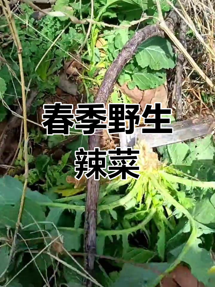 春天里的野辣菜,农家美味不容错过