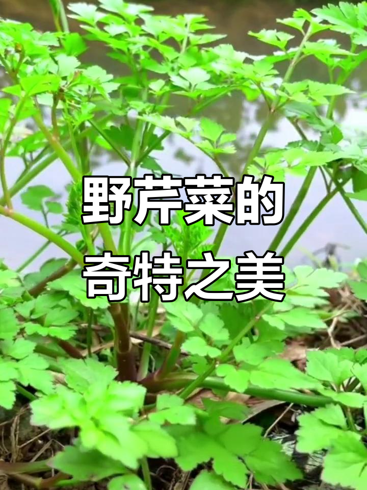 11月野芹菜，草本植物花果期长形态独特