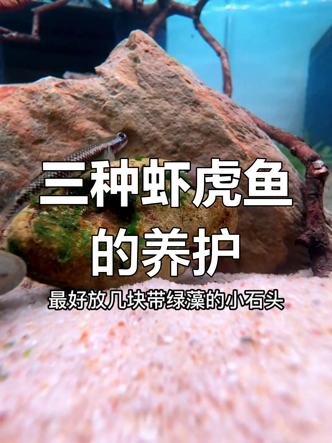 买了四种虾虎鱼,分缸饲养各有特色