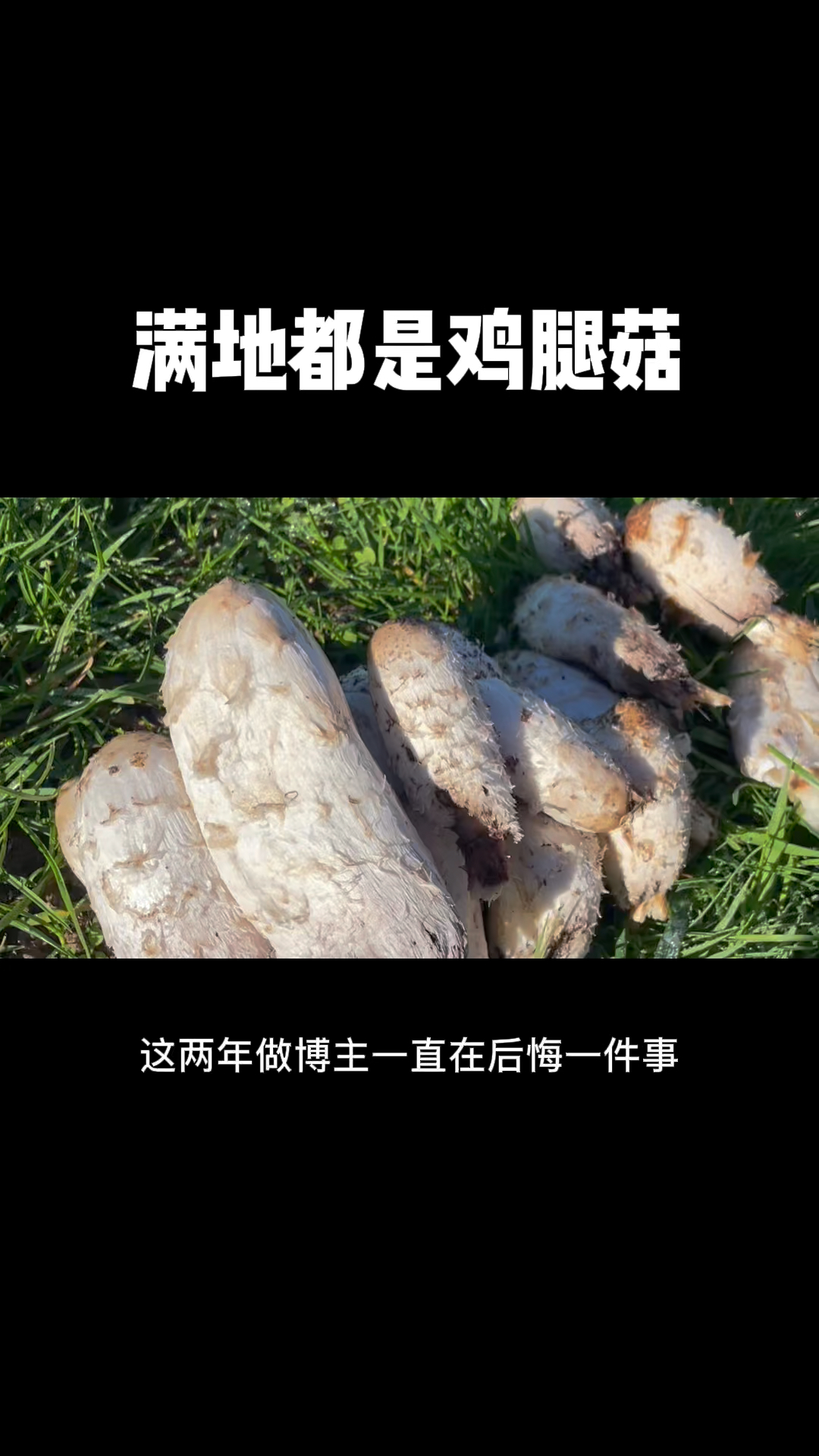 新西兰蘑菇季之鸡腿菇