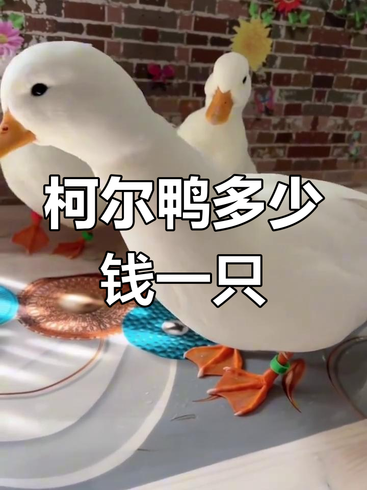 科尔鸭价格与饲养技巧