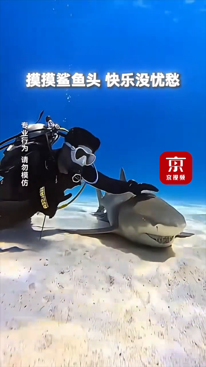 第一视角带你看海底世界!鲨鱼:哥哥 我来找你玩了