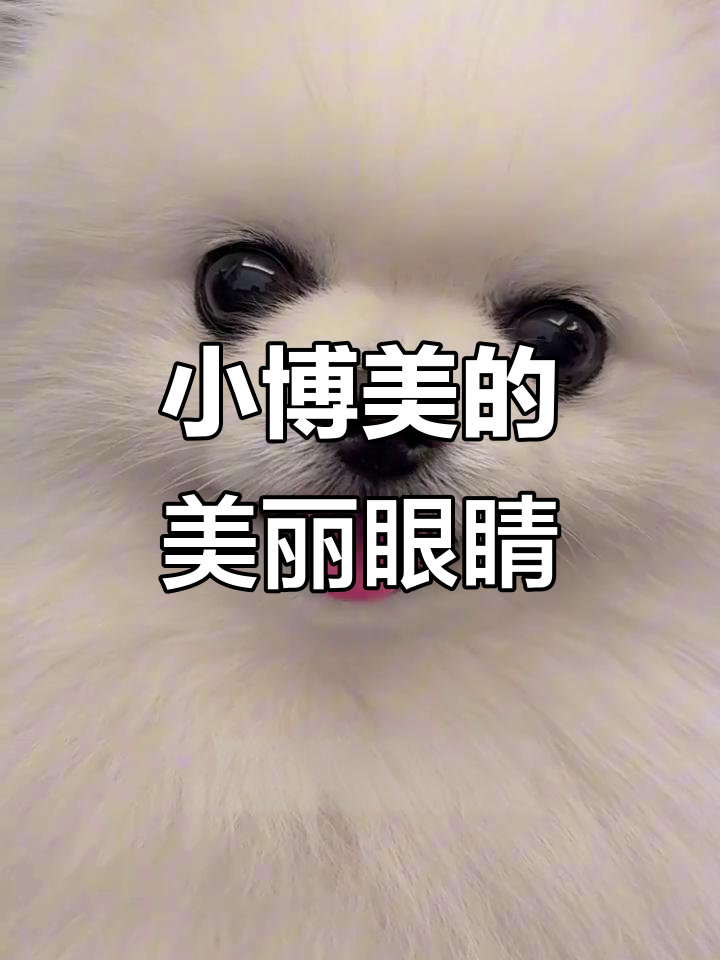 这只小博美眼睛大得能做表情包,太可爱了!