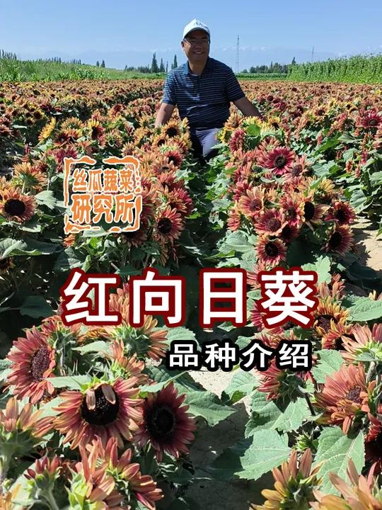 变色红向日葵介绍 这段视频是在品种考察的时候拍的,当时烈日当空,在蓝天白云的映衬下,花朵显