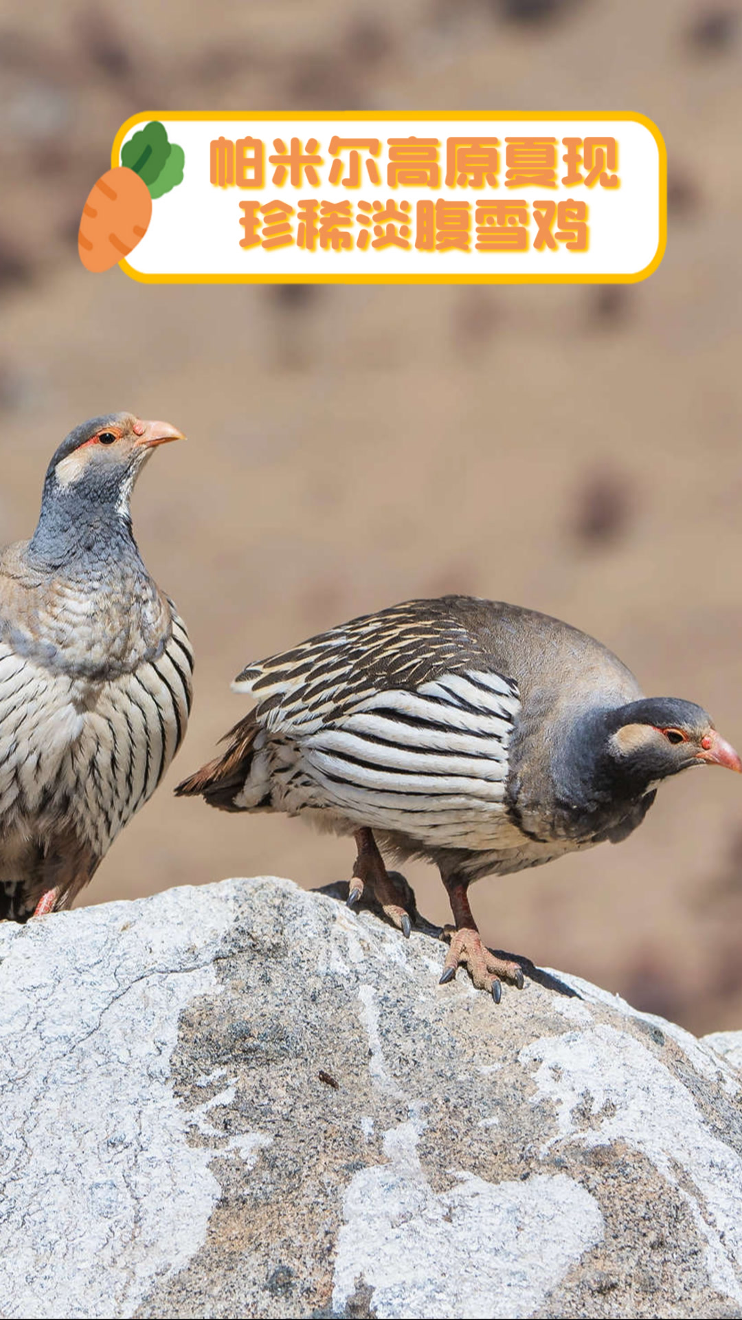 帕米尔高原夏现珍稀淡腹雪鸡