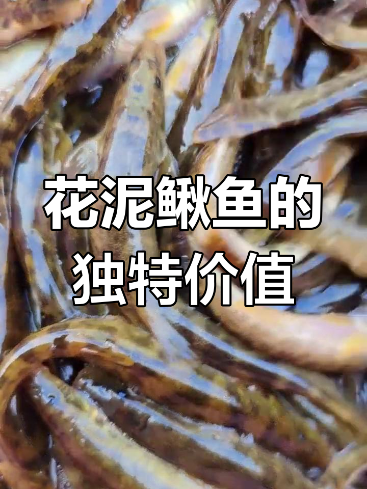 黑龙江花泥鳅鱼:稀有美味,营养丰富