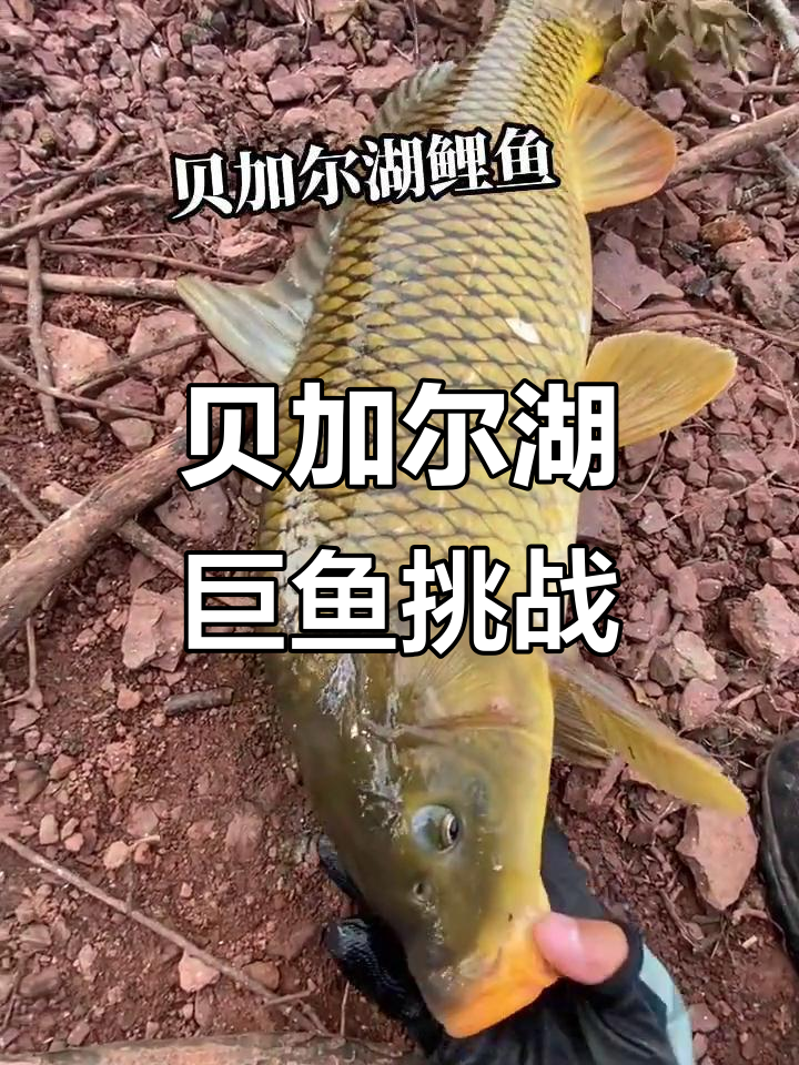 贝加尔湖鱼劲惊人,6号线一天断七八次!