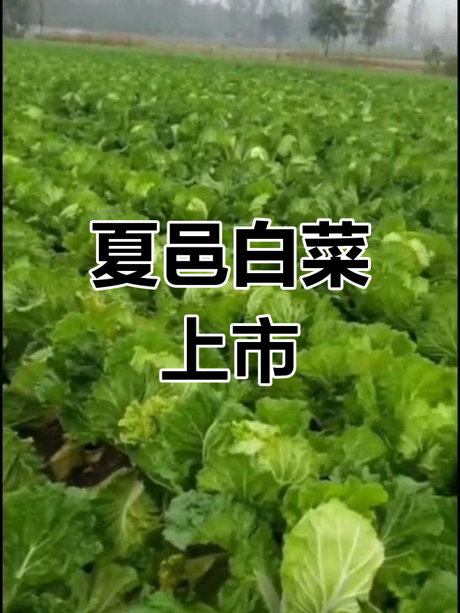 河南夏邑白菜少量上市,有需求可联系