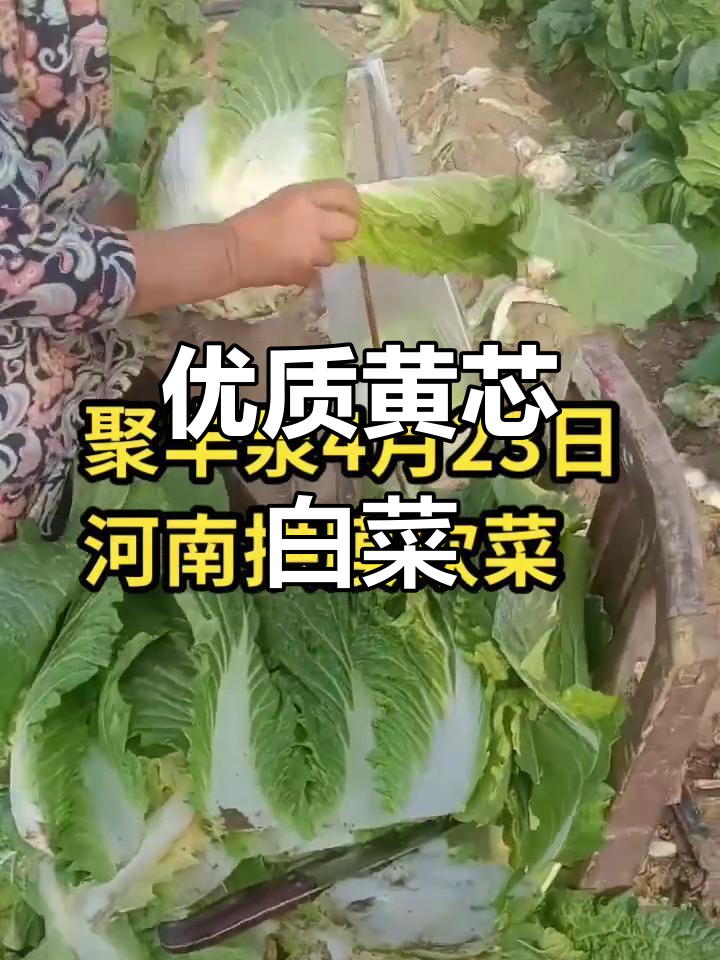 4月23日黄芯白菜,水分适中适合远销