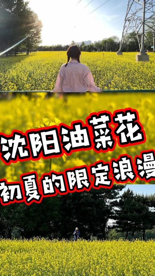 沈阳的油菜花开了,初夏的限定浪漫,快来观赏!