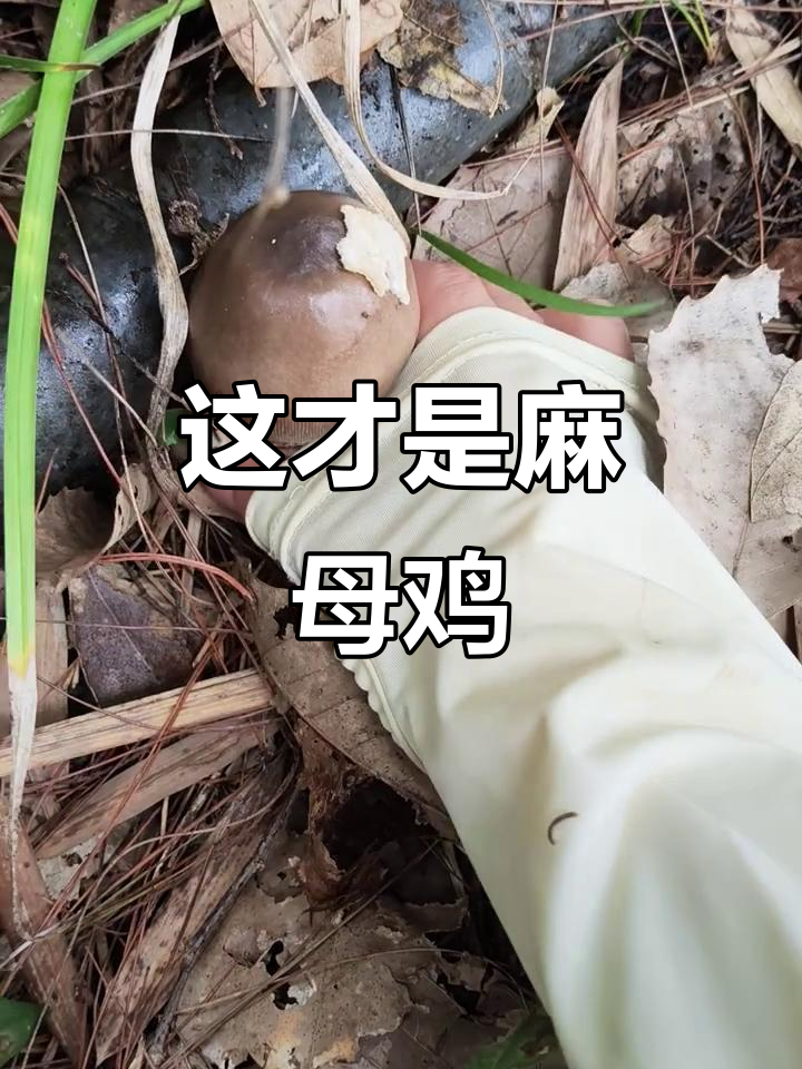 传说中的麻母鸡，竟然长这样！
